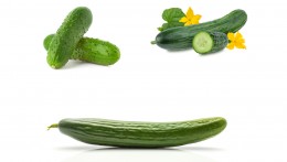 CUCUMBER